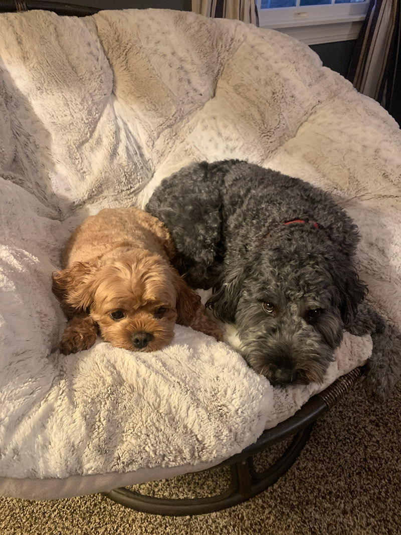Pets - Bailey and Winston